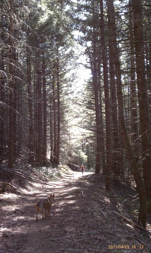 Burdoin Mountain Forest