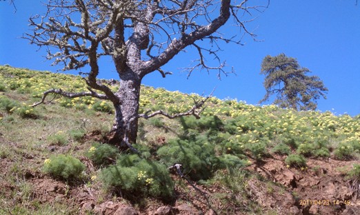 Burdoin Mountain Hillside